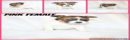 Papillon dogs for sale: Pink girl - Ad 1