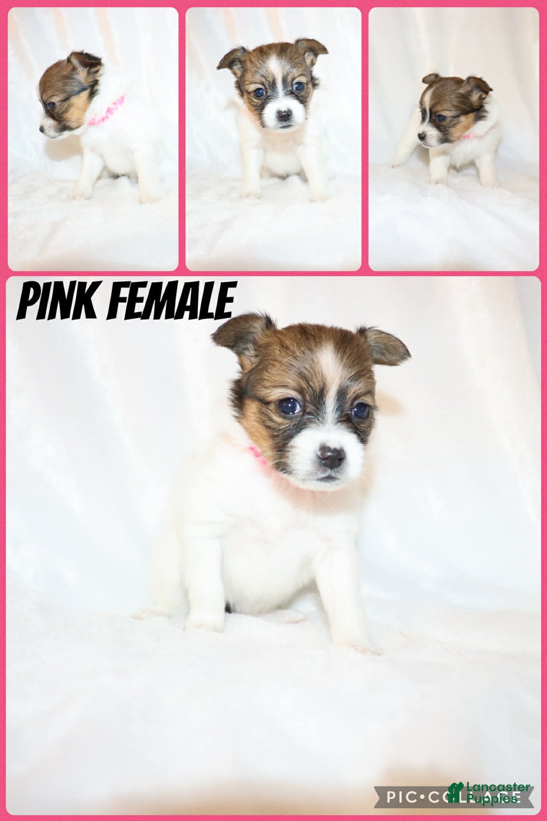 Papillon dogs for sale: Pink girl - Ad 1