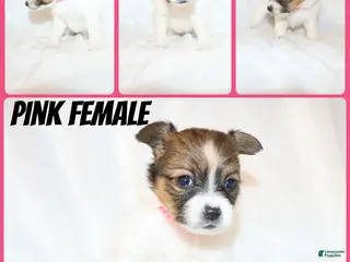 Papillon dogs Pink girl(Sarah) - Ad 18