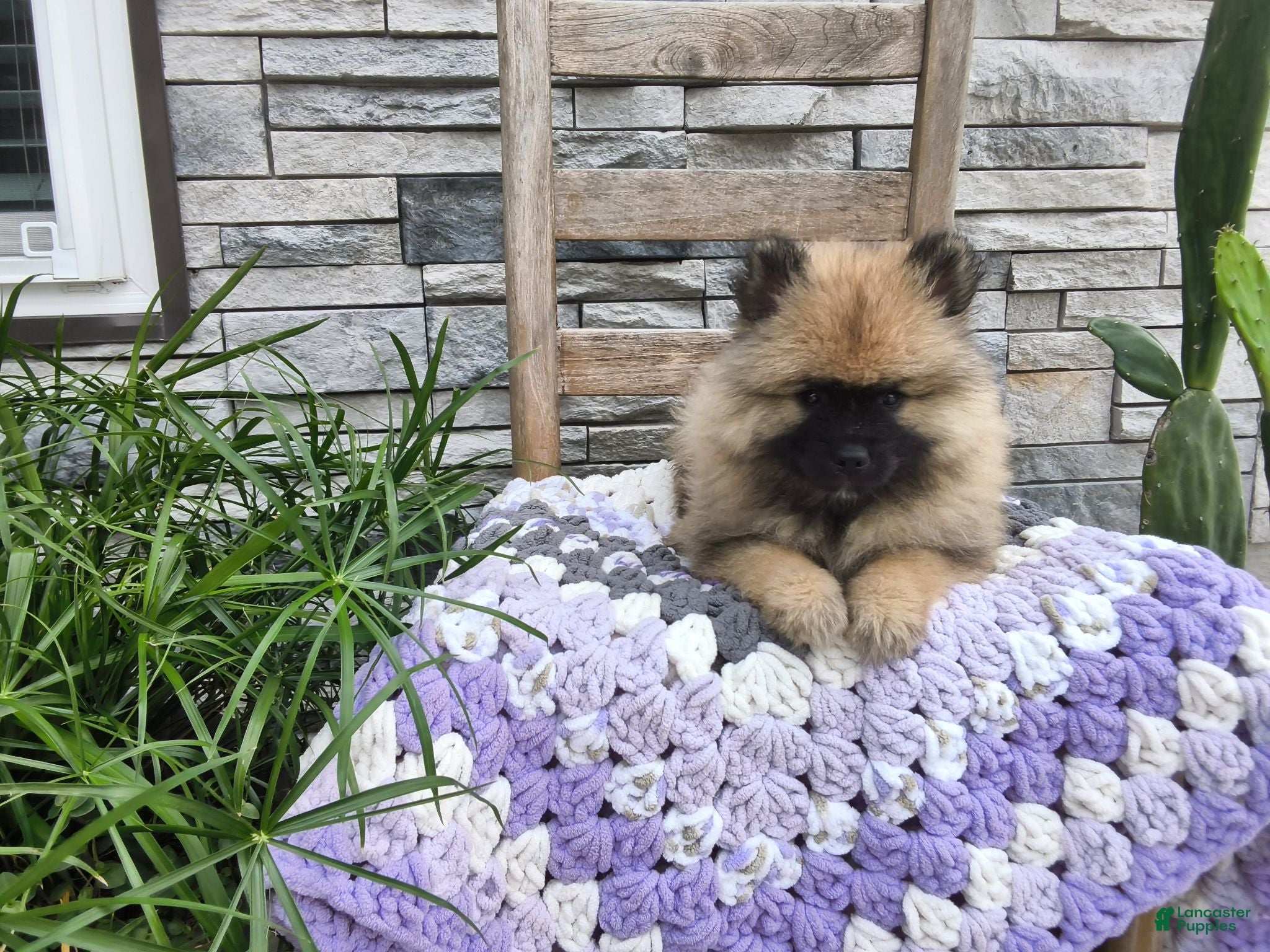 Keeshond dogs for sale: Dianne - Ad 4