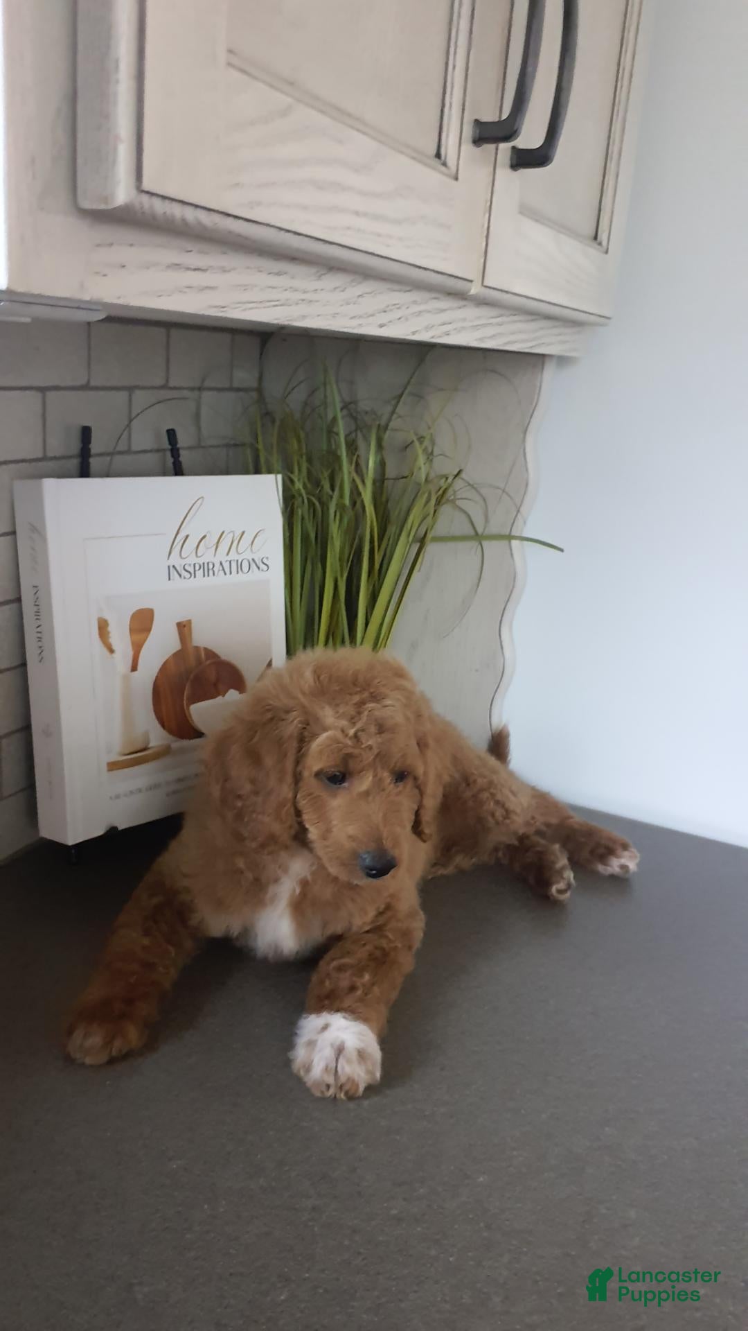 Mini Goldendoodle dogs Mini Goldendoodle 1 - Ad 2