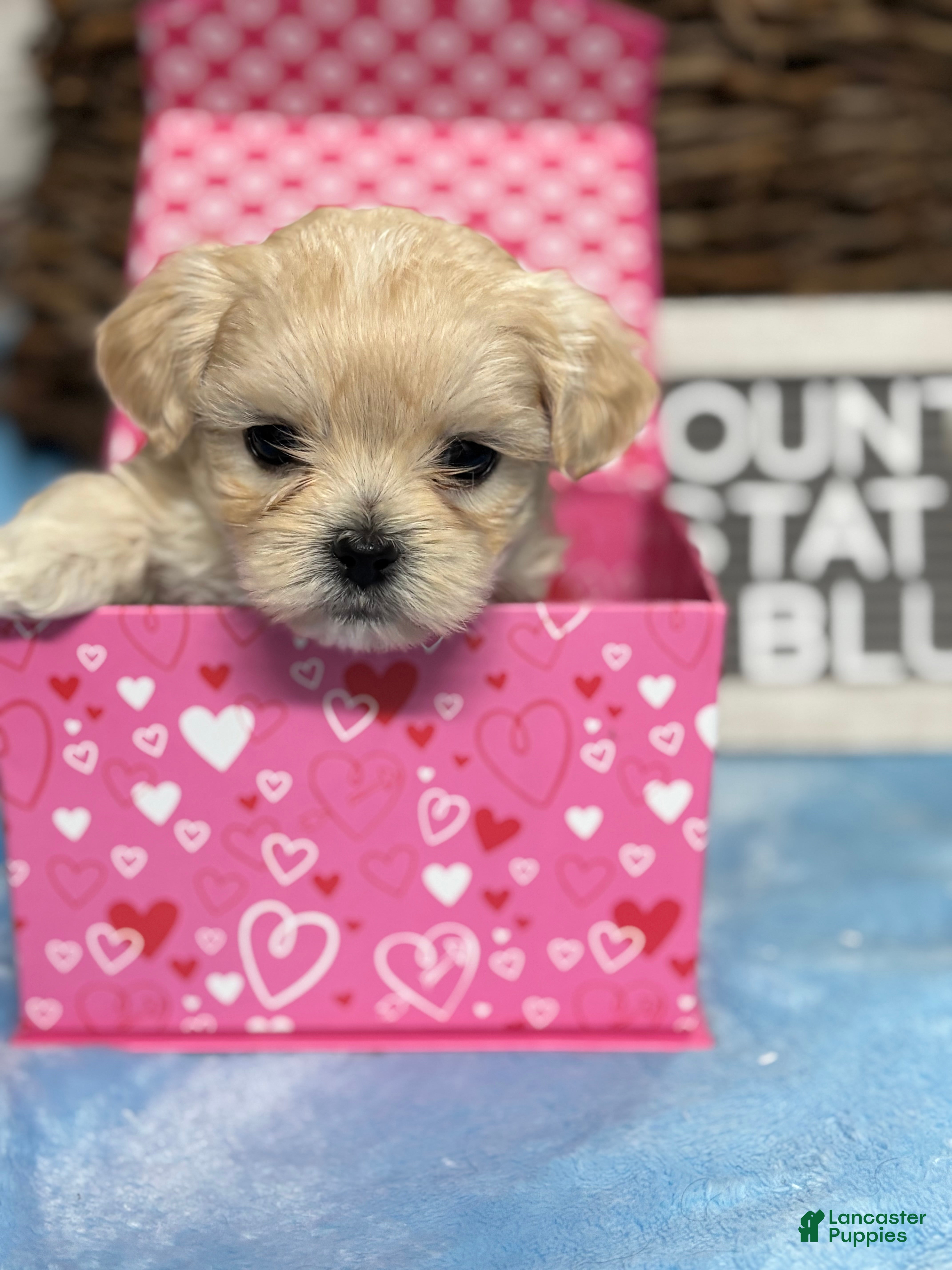 Maltipoo dogs Tiny BLUE - Ad 4