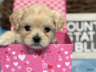 Maltipoo dogs Tiny BLUE - Ad 4