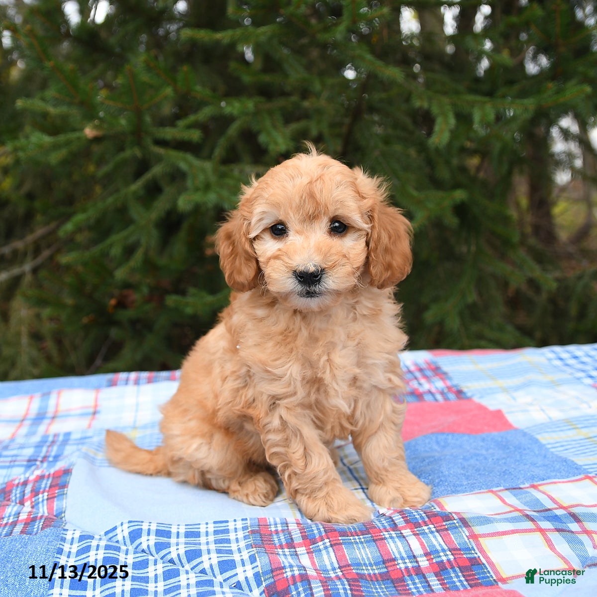 Mini Goldendoodle dogs Serena   - Ad 15