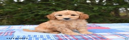 Mini Goldendoodle dogs for sale: Serena   - Ad 1