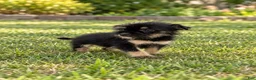 Morkie dogs for sale: Benji - Ad 3
