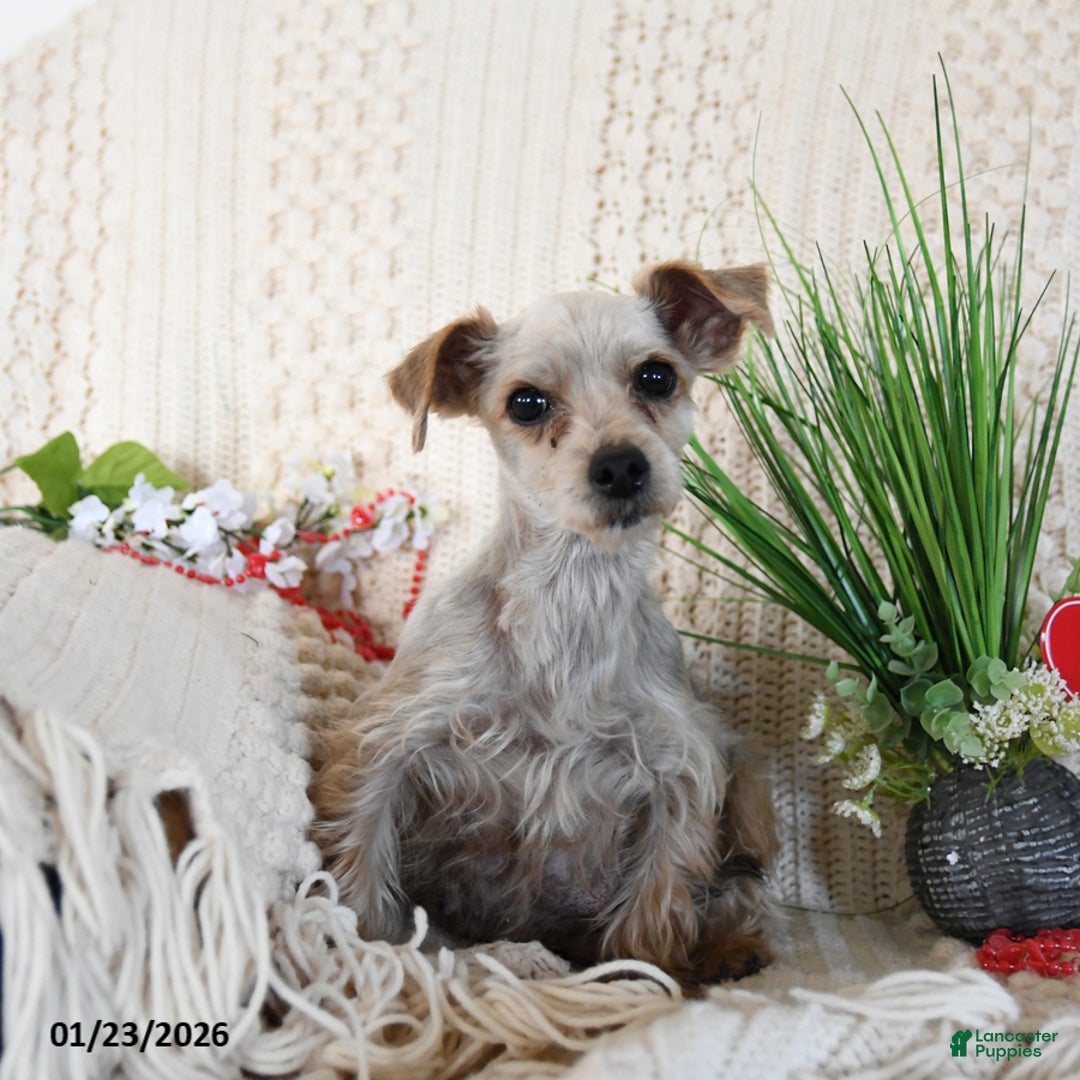 Yorkshire Terrier dogs for sale: Trooper - Ad 4