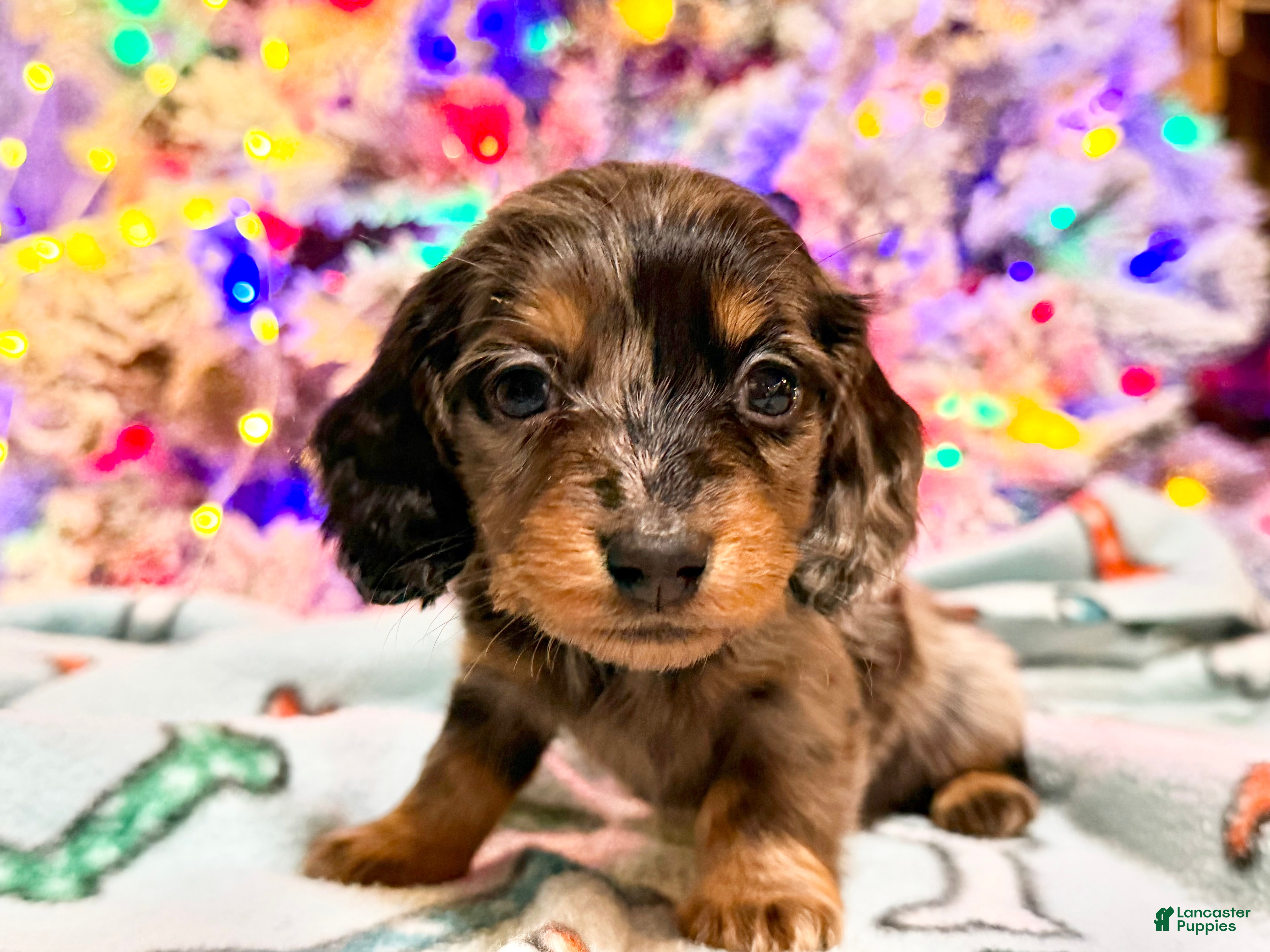 Dachshund dogs Standard black and tan dapple - Ad 41