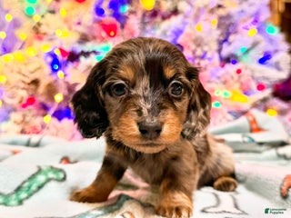 Dachshund dogs Standard black and tan dapple - Ad 41