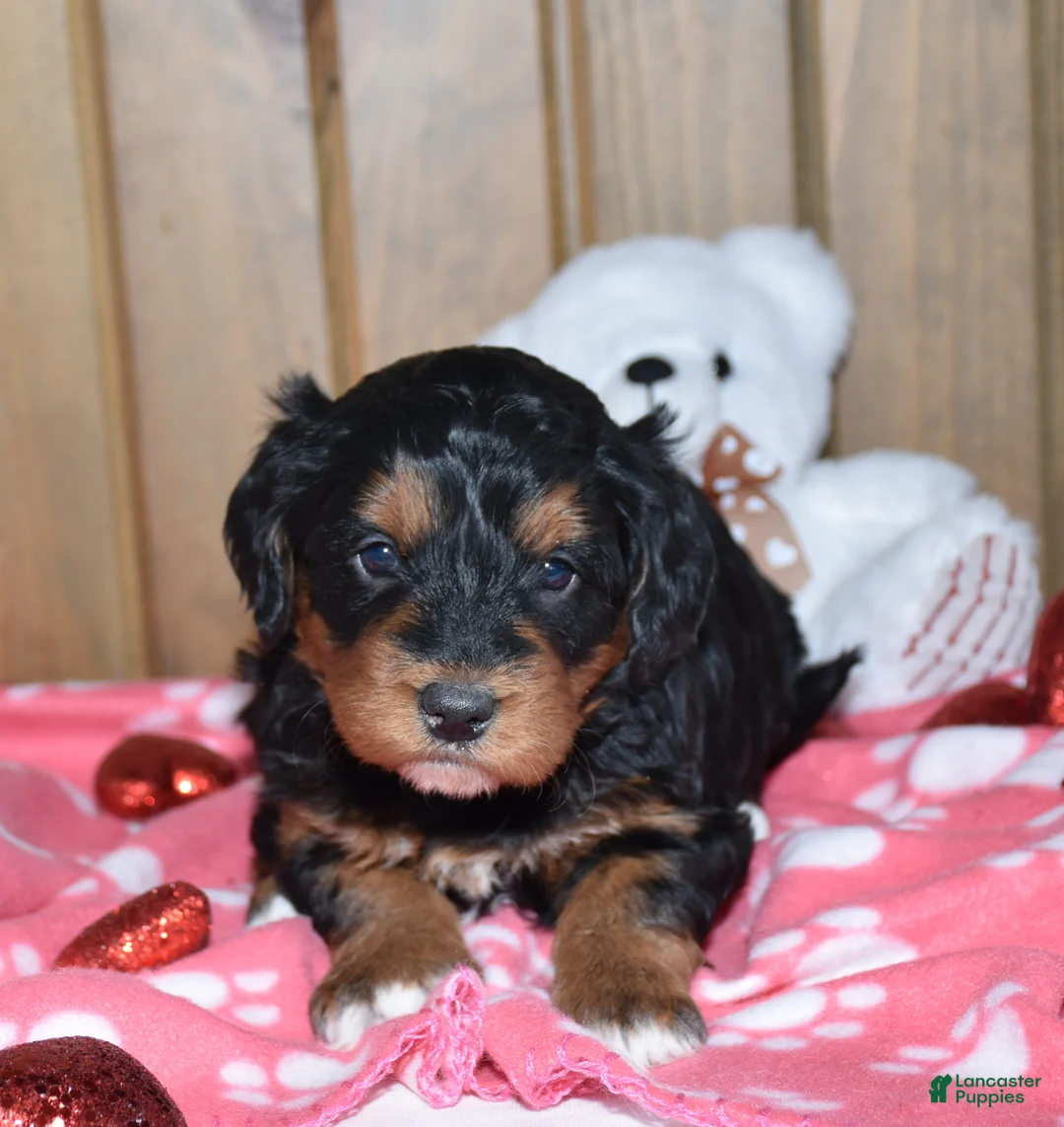 Mini Bernedoodle dogs for sale: Maisley - Ad 4
