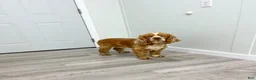 Cocker Spaniel dogs for sale: Riley - Ad 8