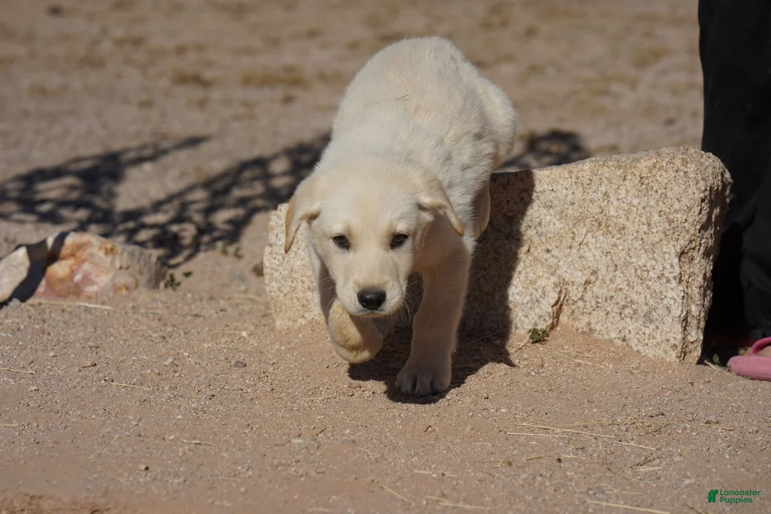 Mixed Breed dogs for sale: Toes M Lorek - Ad 9
