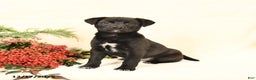 Mixed Breed dogs for sale: Polly - Ad 2
