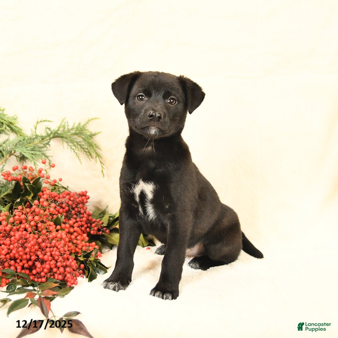 Mixed Breed dogs for sale: Polly - Ad 2