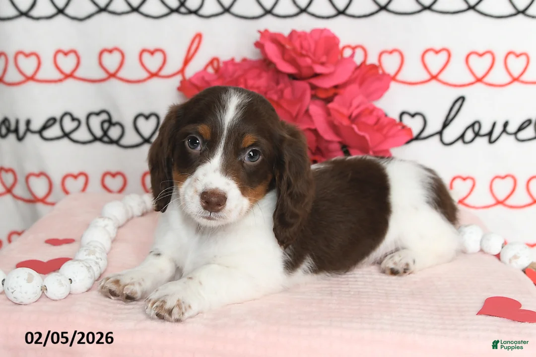 Miniature Dachshund dogs for sale: Major - Ad 2