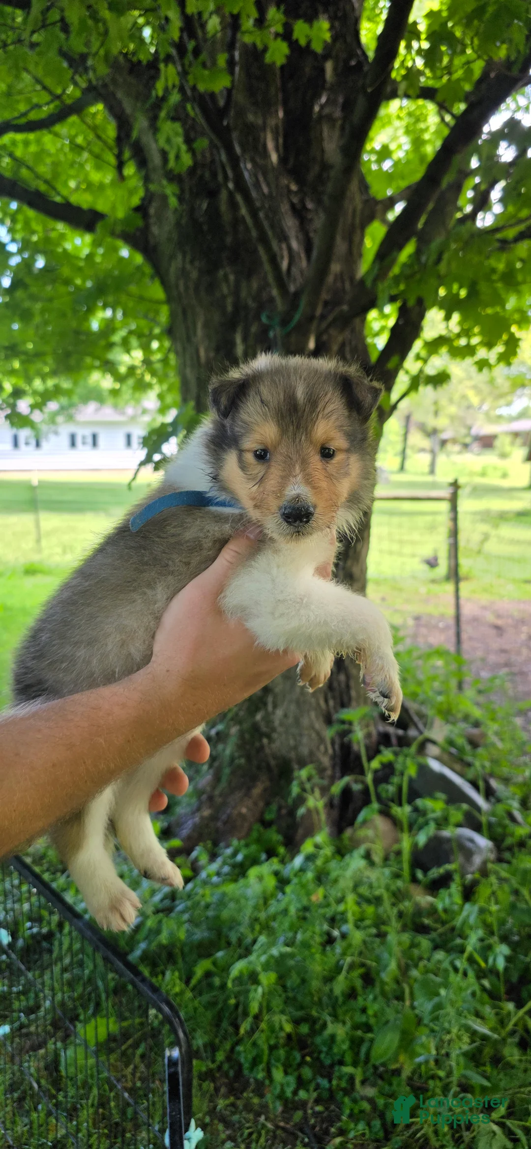 Collie dogs for sale: Collie Puppy 3 - Ad 1