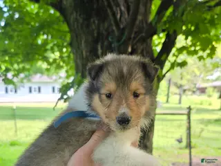 Collie dogs for sale: Collie Puppy 3 - Ad 3