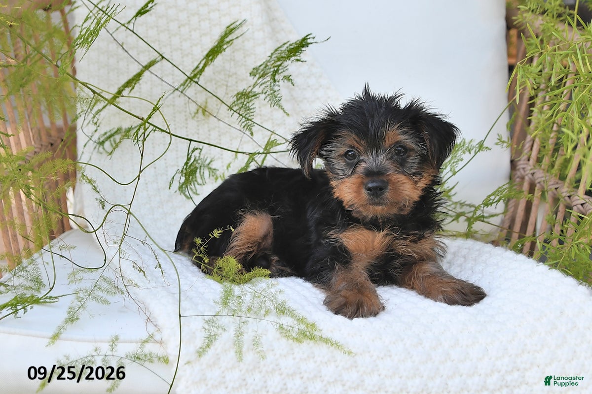Yorkshire Terrier dogs Nico - Ad 2