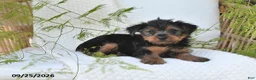 Yorkshire Terrier dogs for sale: Nico - Ad 2