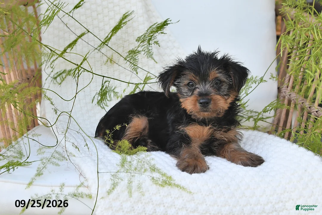 Yorkshire Terrier dogs for sale: Nico - Ad 2