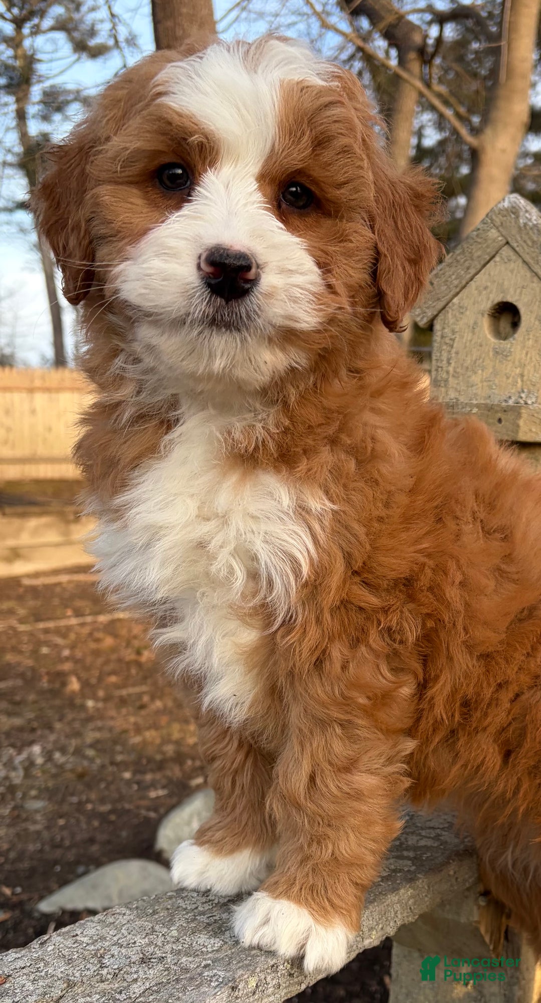 Mini Bernedoodle dogs for sale: 💛 IN BOSTON MASSACHUSETTS AREA 💛 RED AND WHITE ABSTRACT GIRL 💛 MINI BERNEDOODLE 💛 - Ad 10