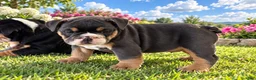 English Bulldog dogs for sale: Blue Princess - Ad 4