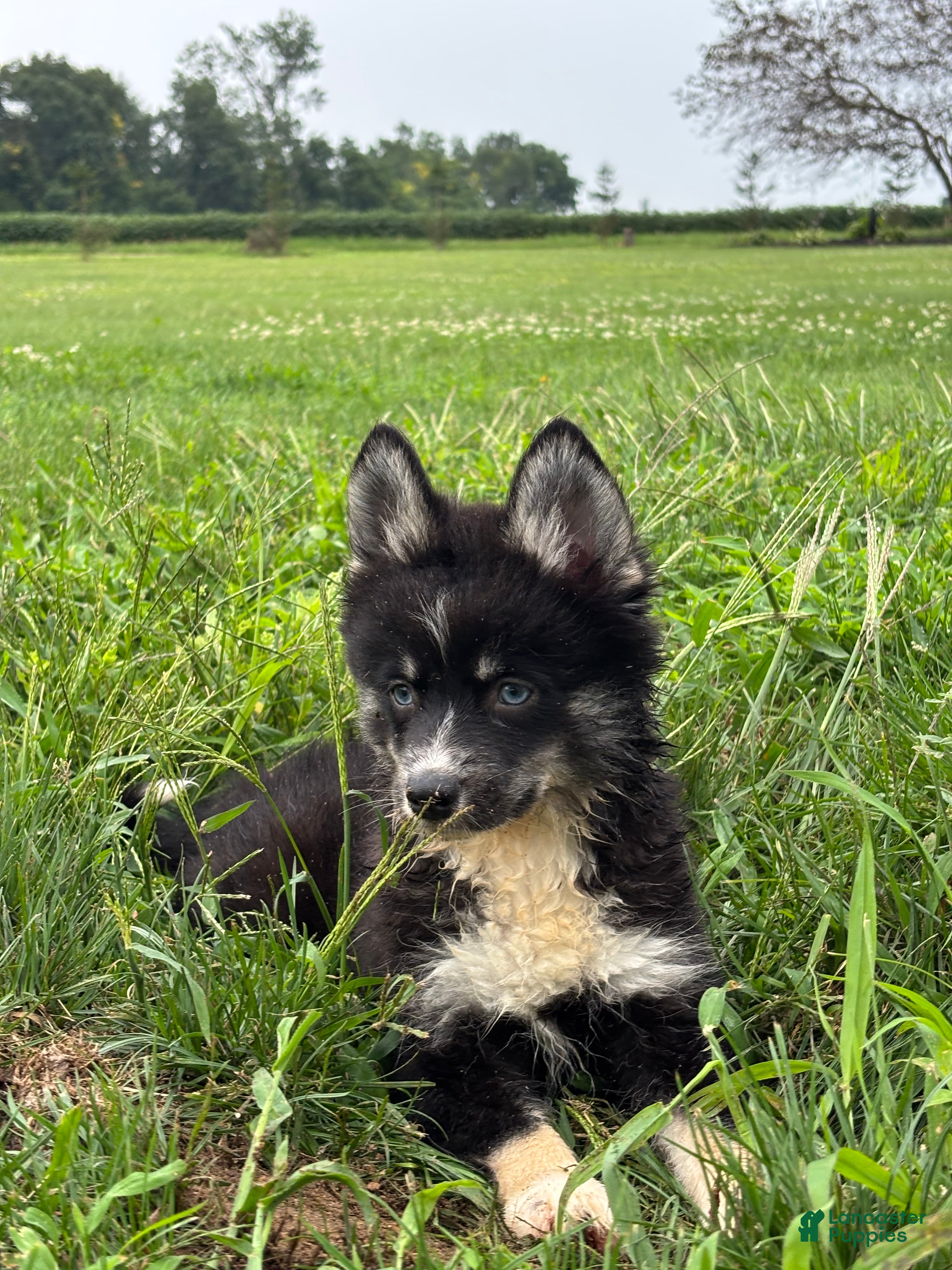 Pomsky dogs Catalina - Ad 1