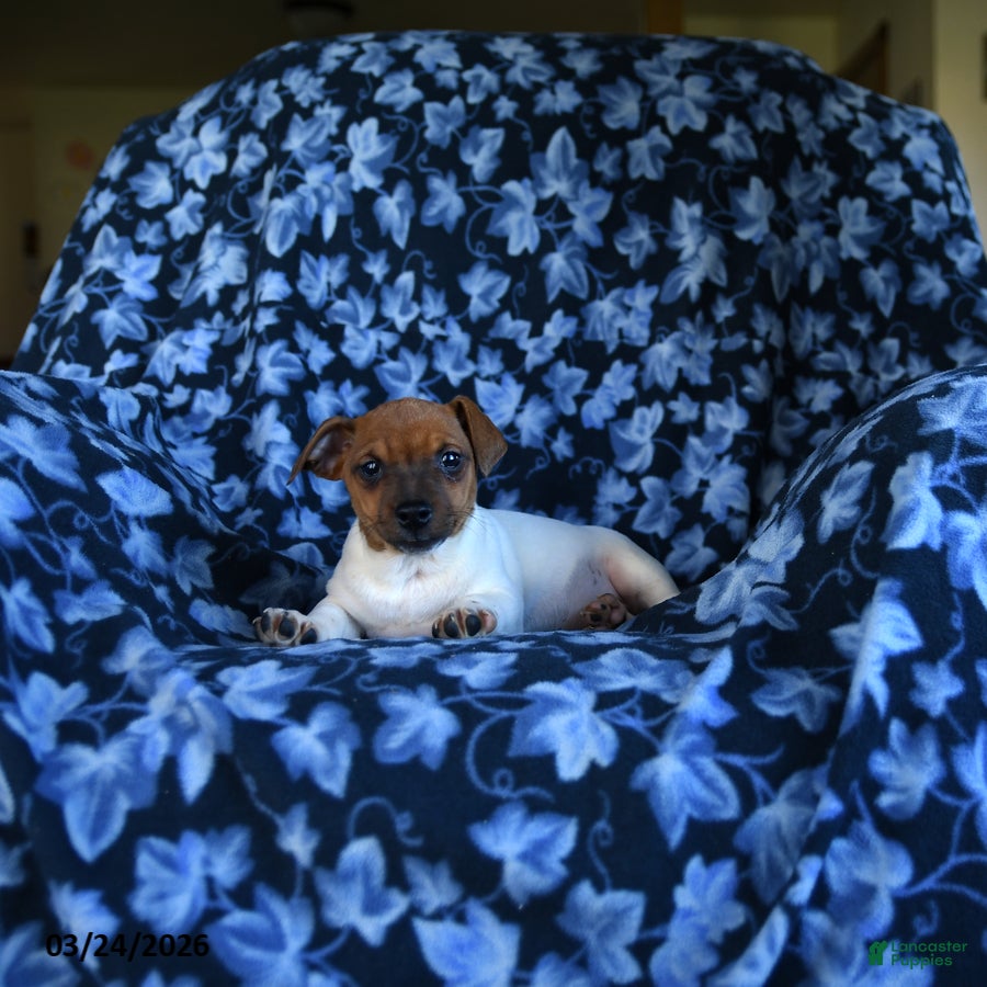 Jack Russell Terrier dogs Austin - Ad 2
