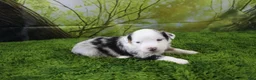 Miniature Australian Shepherd dogs for sale: George - Ad 3