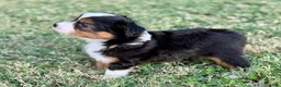 Toy Australian Shepherd dogs for sale: Luigi - Ad 4