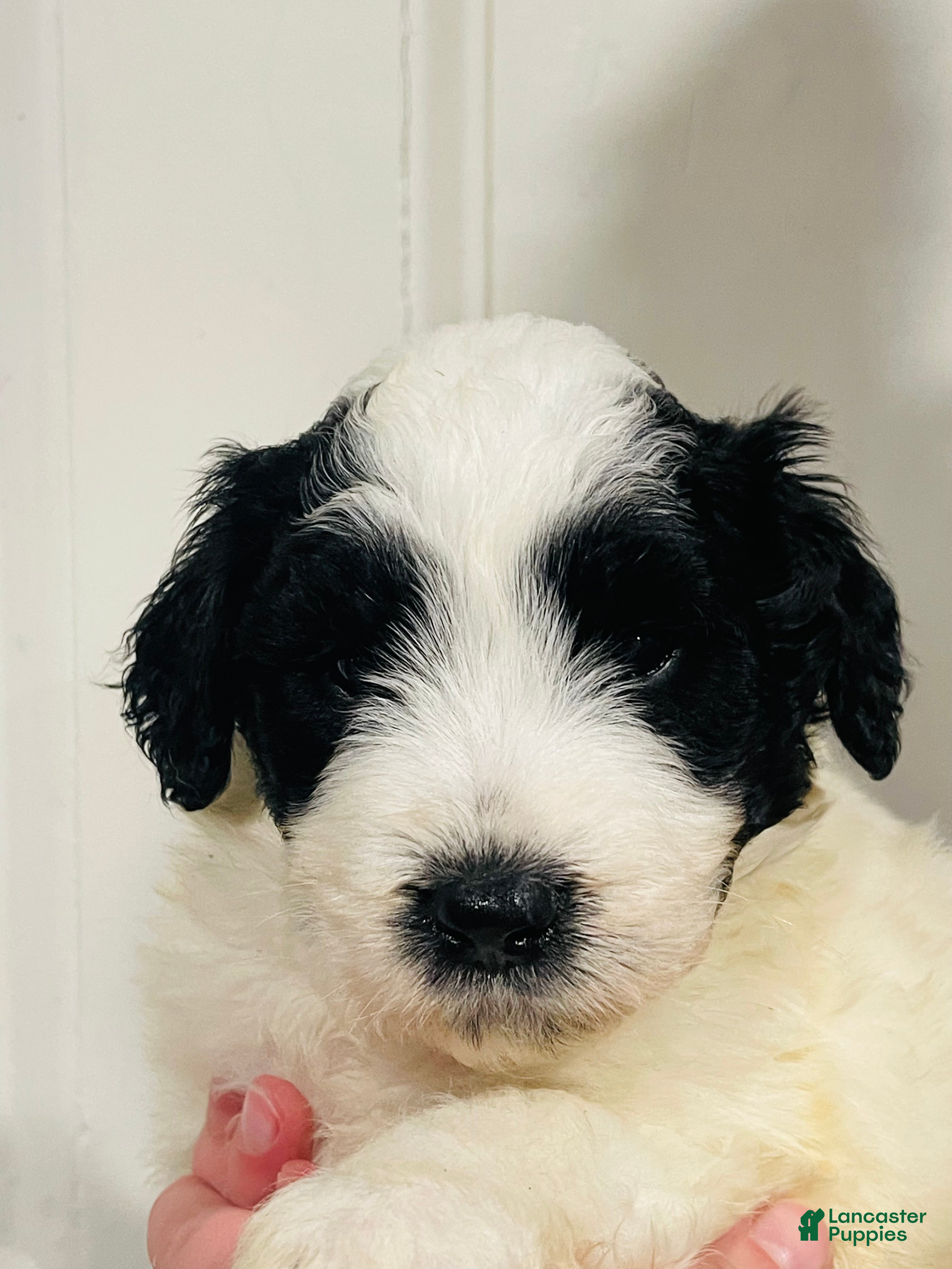 Mixed Breed dogs Koda - Ad 34