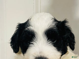 Mixed Breed dogs Koda - Ad 34