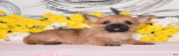 Cairn Terrier dogs for sale: Jellybean - Ad 2