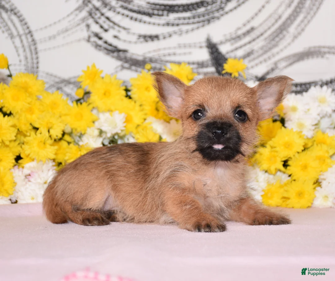 Cairn Terrier dogs for sale: Jellybean - Ad 2