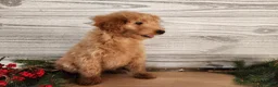 Mini Goldendoodle dogs for sale: Reno - Ad 15
