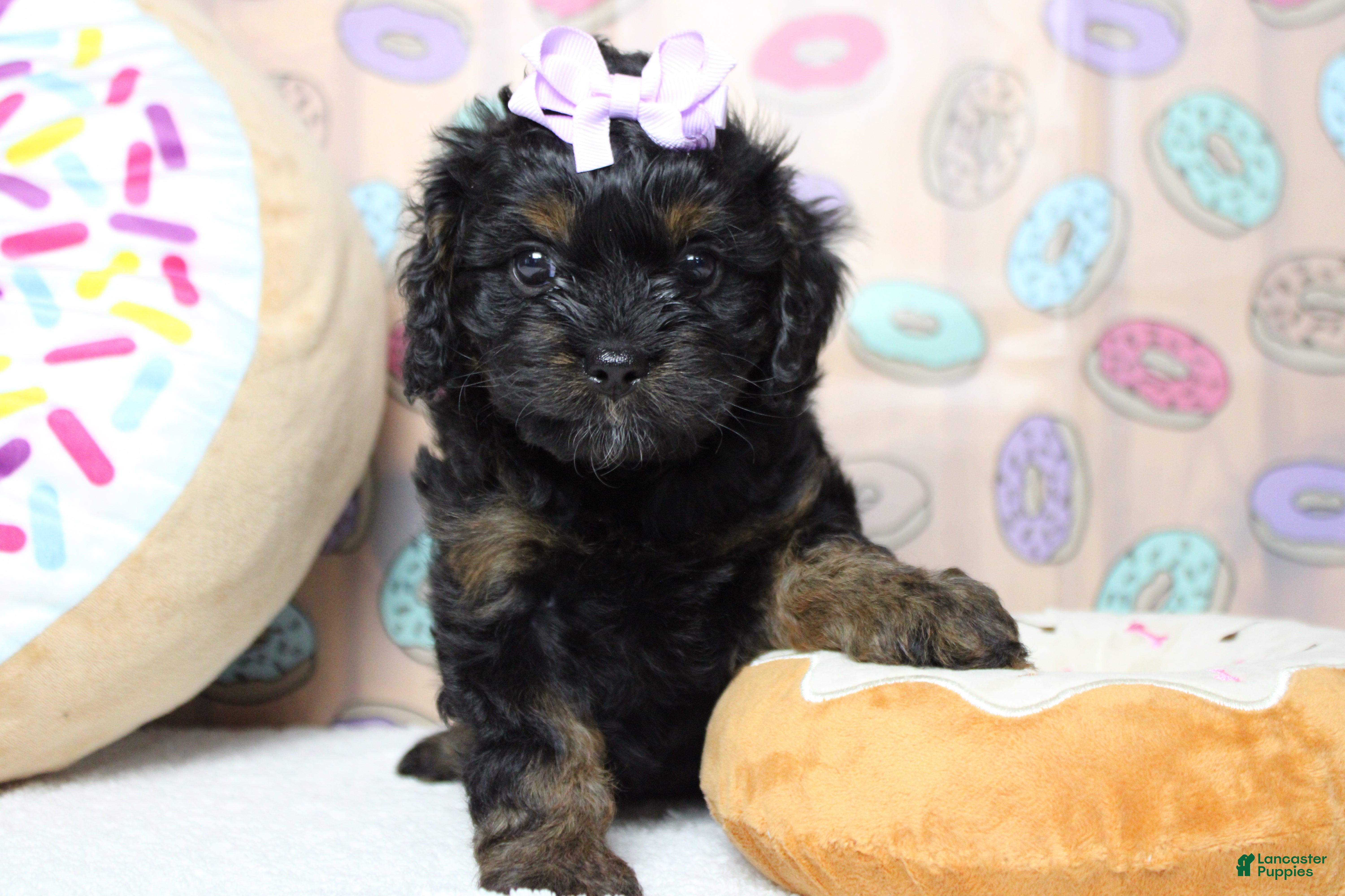 Toy Poodle dogs Hazel  - Ad 3