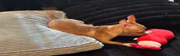 Chihuahua dogs for sale: Mrs anna  - Ad 4