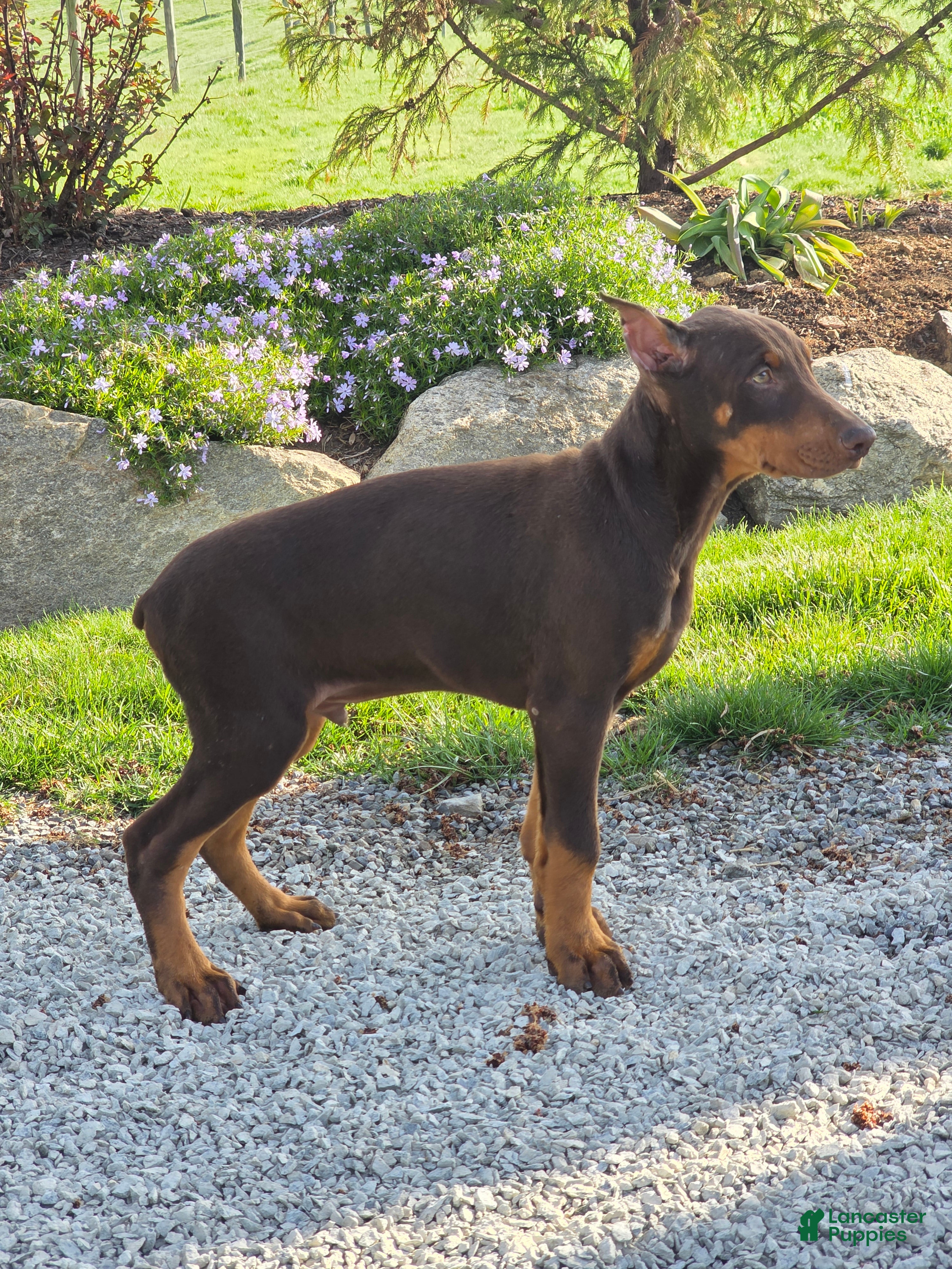 Doberman Pinscher dogs Captain - Ad 2