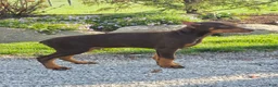Doberman Pinscher dogs for sale: Captain - Ad 2