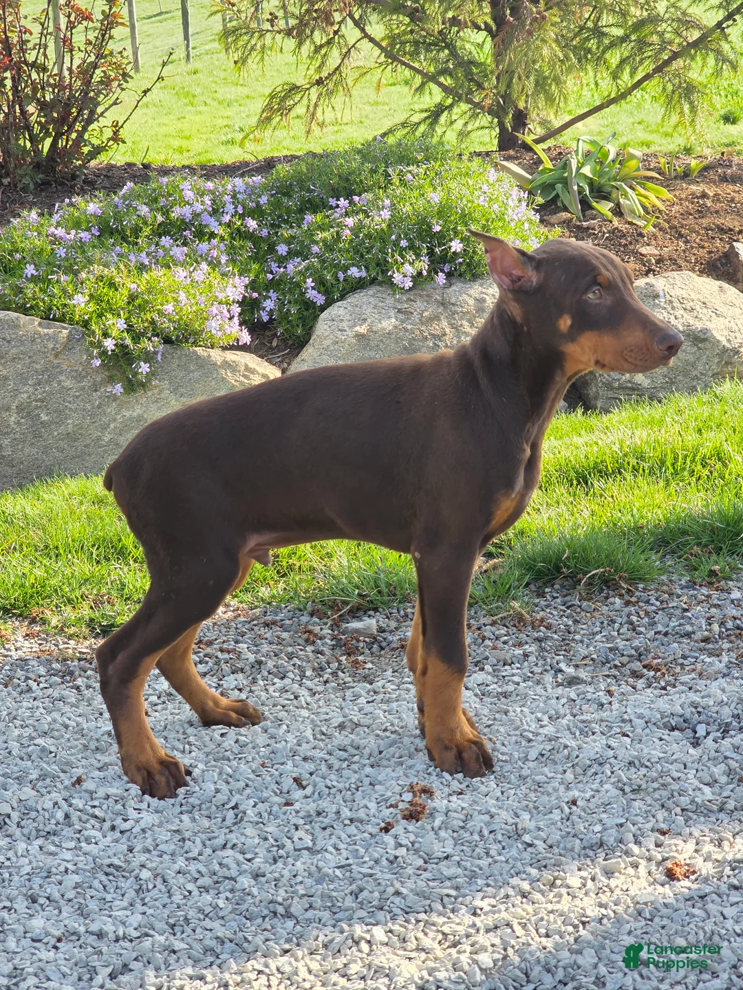 Doberman Pinscher dogs for sale: Captain - Ad 2