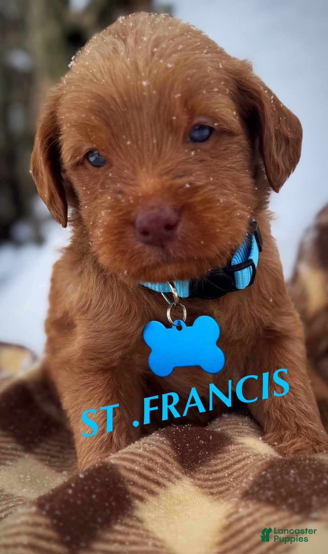 Labradoodle dogs for sale: Labradoodle Puppy 1 - Ad 13