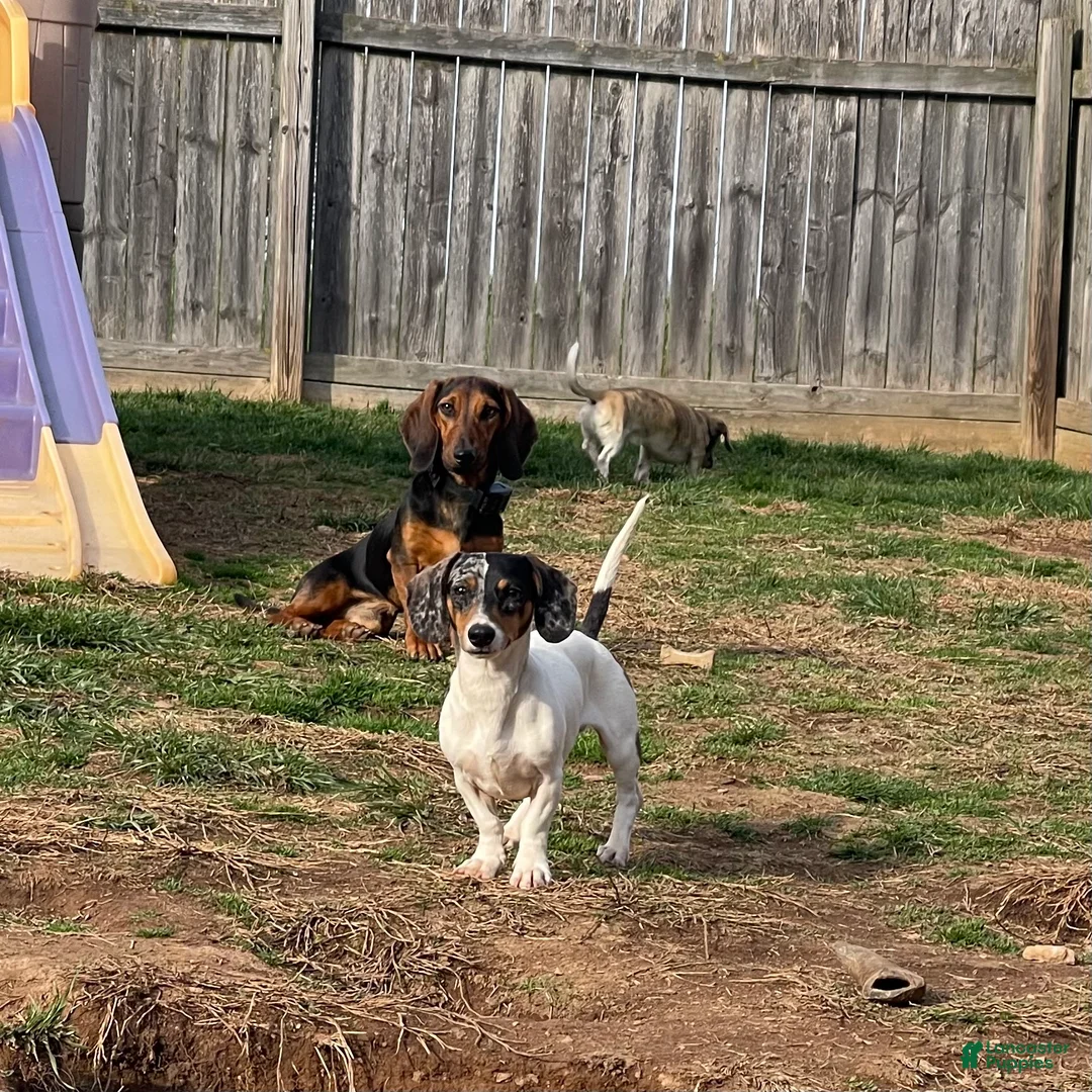 Dachshund dogs for sale: Dexter - Ad 7