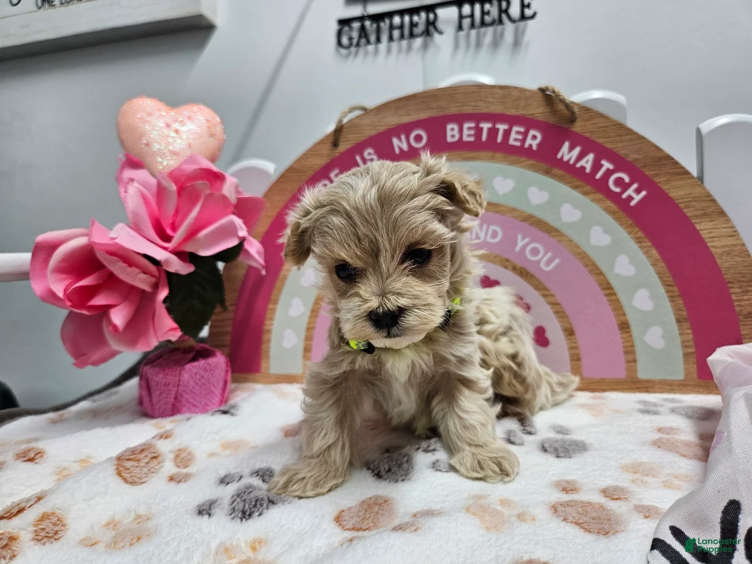 Maltipoo dogs for sale: Maltipoo Rambo Jaye - Ad 7