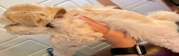 Miniature Schnauzer dogs for sale: Revere - Ad 7