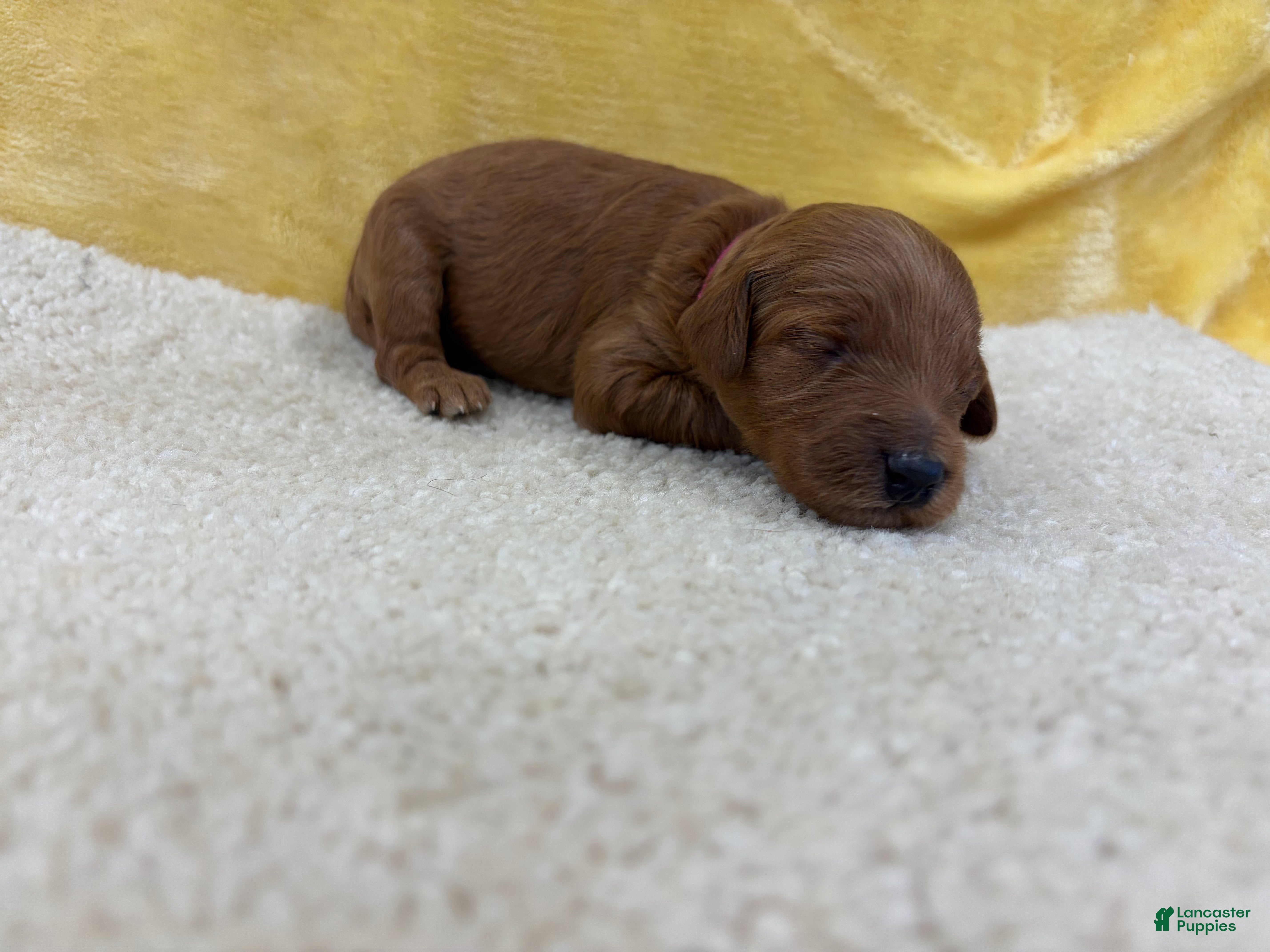 Mini Goldendoodle dogs Indie - Ad 2