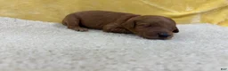 Mini Goldendoodle dogs for sale: Indie - Ad 2