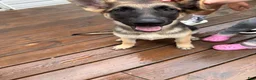 German Shepherd dogs for sale: Nyx - Ad 3