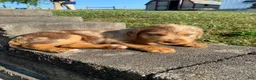 Mixed Breed dogs for sale: Millie - Ad 6