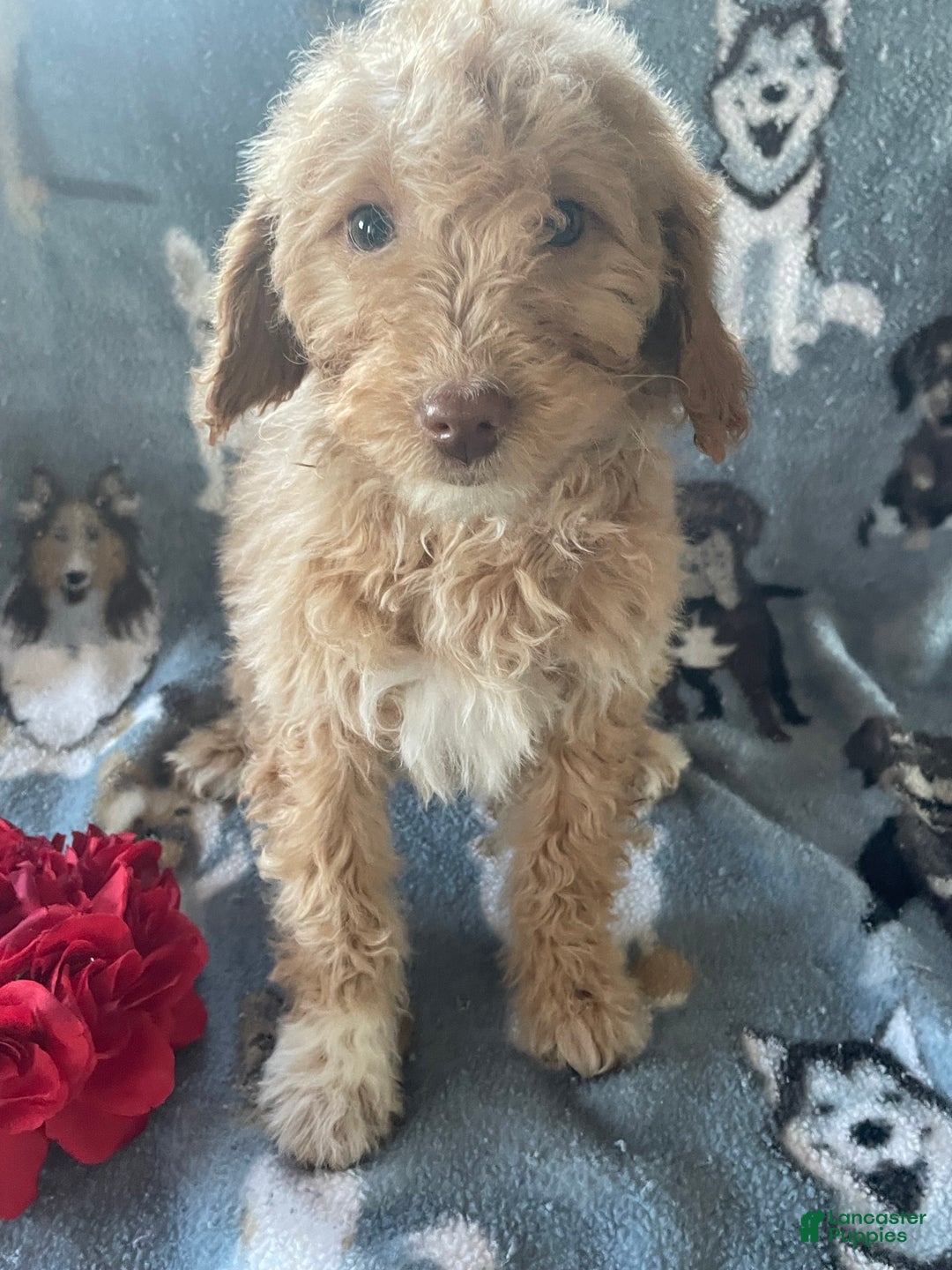 Mini Goldendoodle dogs for sale: Winnie - Ad 4