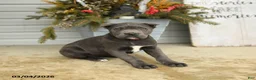 Cane Corso dogs for sale: Bella   - Ad 4